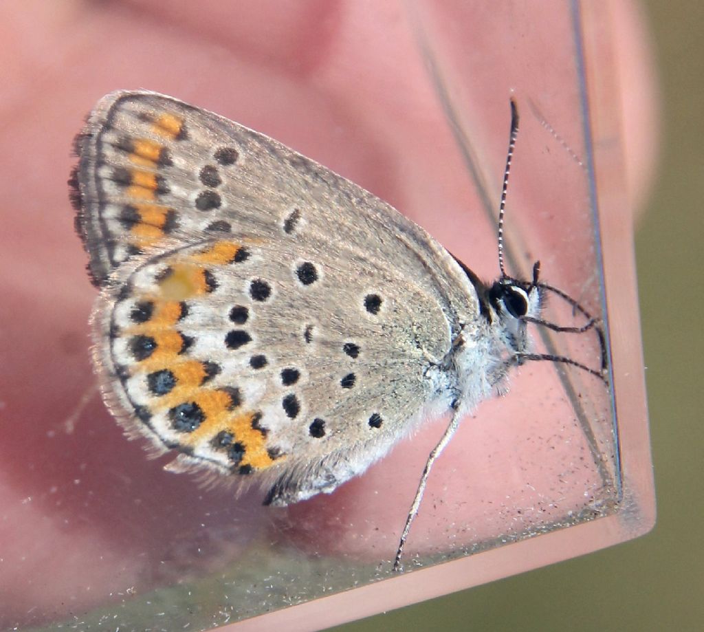 Plebejus argyrognomon?  No, Plebejus argus